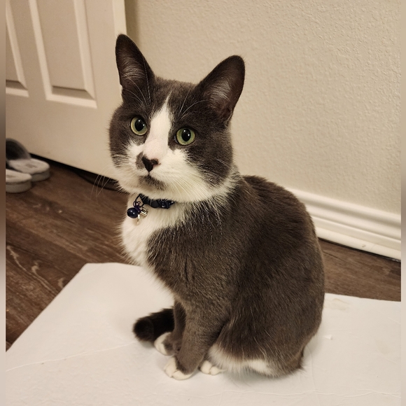 Meet your Posher, Chance - Picture 3 of 4